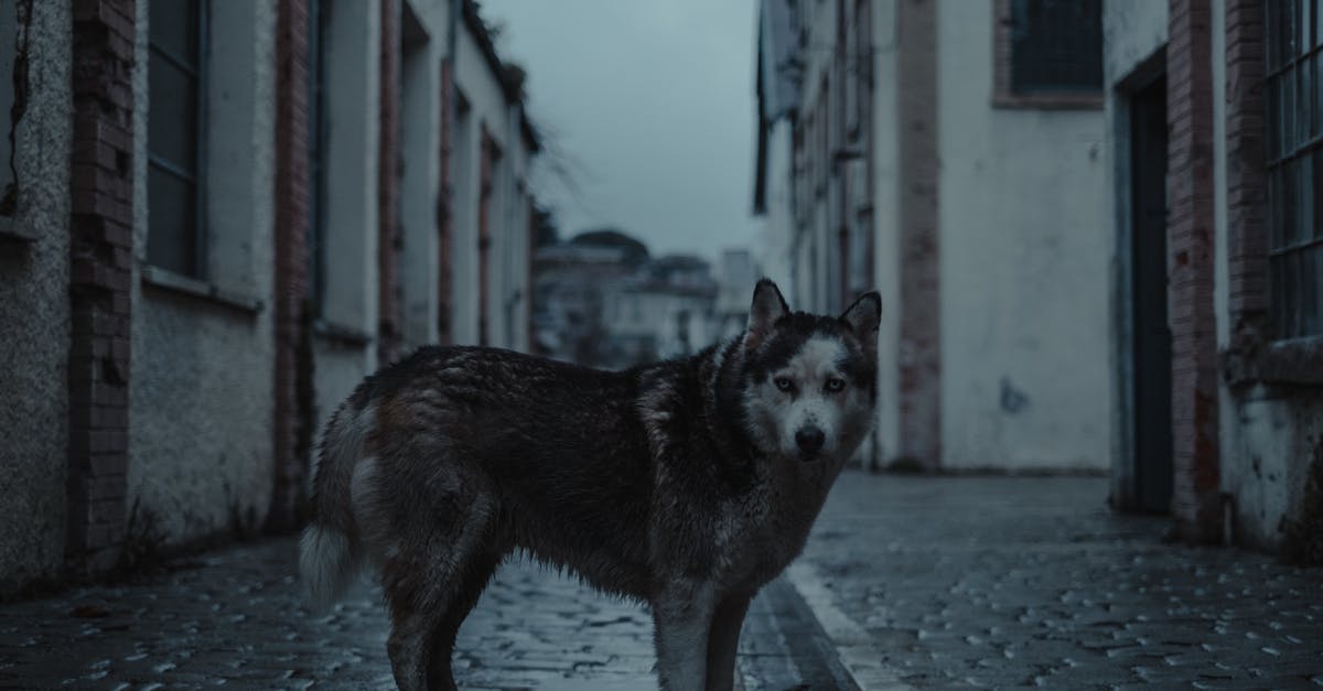 Lost dog in Skyrim V - Runaway husky dog standing on cobbled road between old buildings and looking at camera in evening