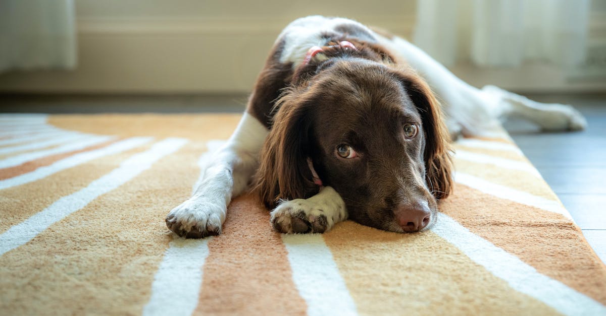 Lost dog in Skyrim V - Brown and White Long Coat Dog Lying on Brown Carpet