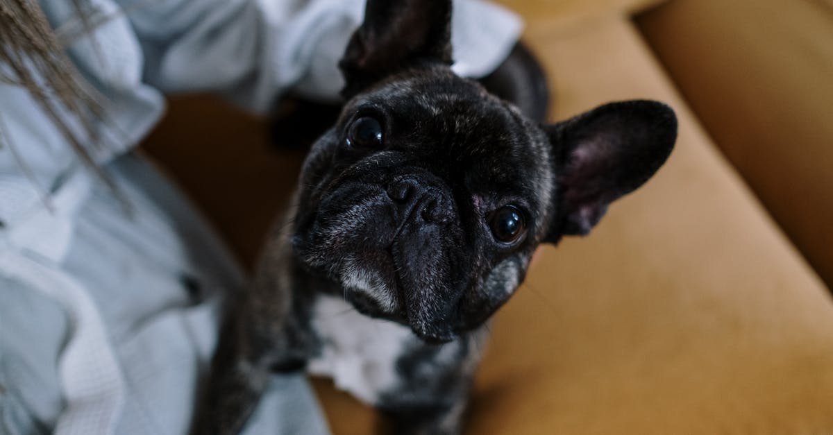 Lost dog in Skyrim V - Black and White French Bulldog Puppy