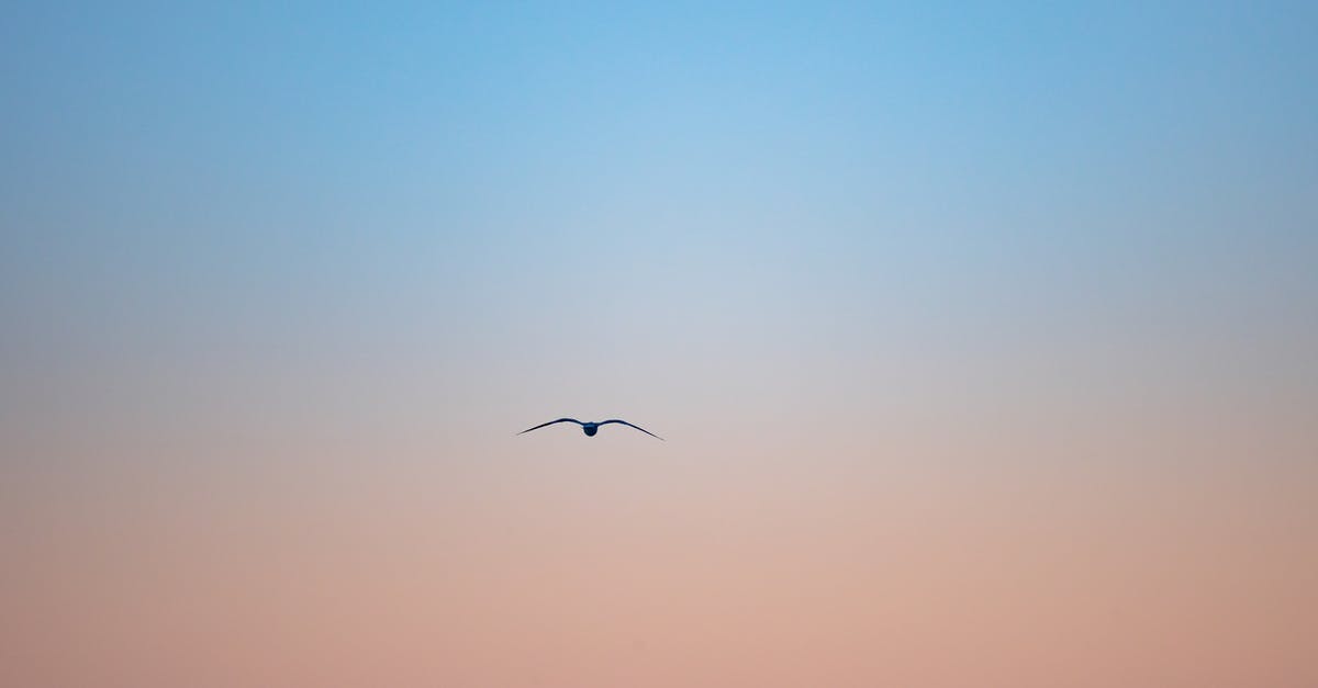 Lucia is gone. Just gone - Bird Flying Under Blue Sky