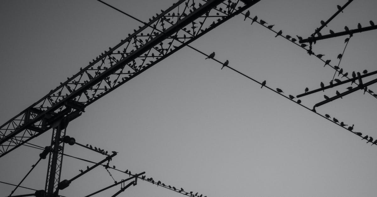 Make an infinite supply of snowballs - Flock of Birds on Electric Wire