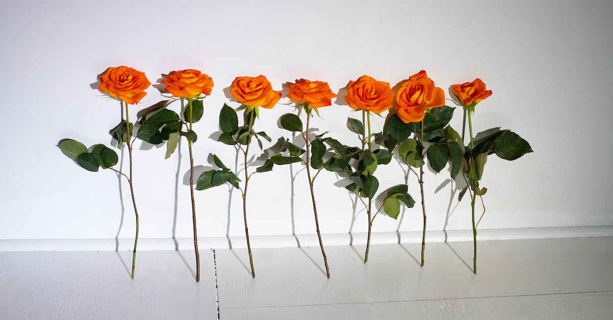 MAME command line configuration - Free stock photo of birthday, blooming, bouquet MAME command line configuration - Free stock photo of birthday, blooming, bouquet