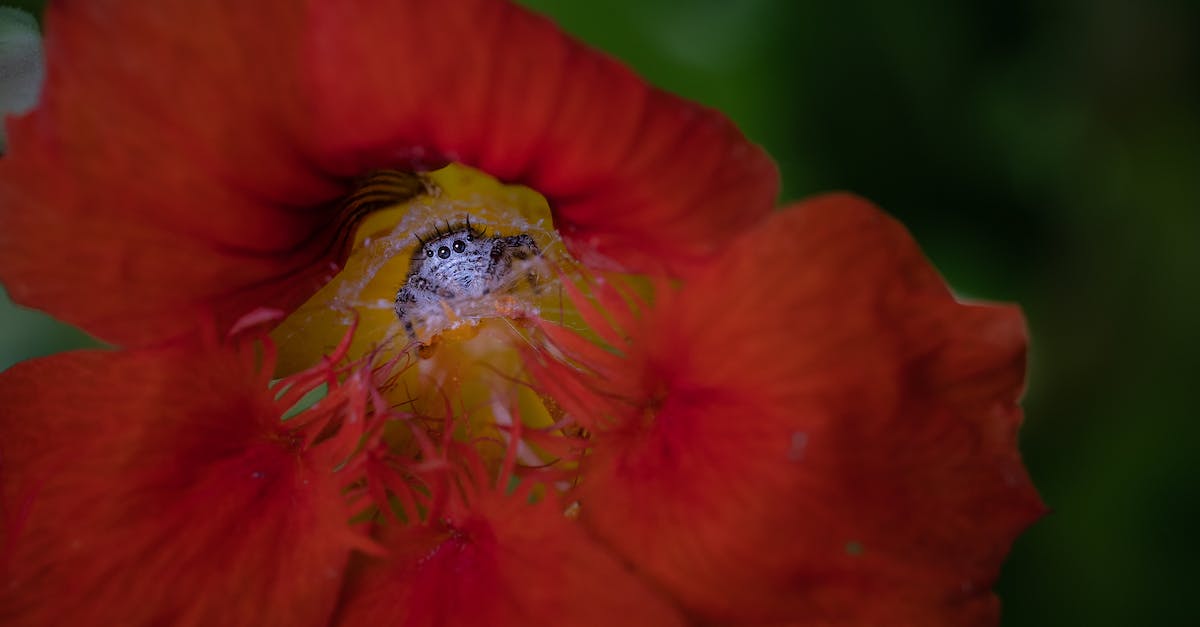 Map for Spider-man 3 meteorites and spider emblems? - Red Flower With Water Droplets