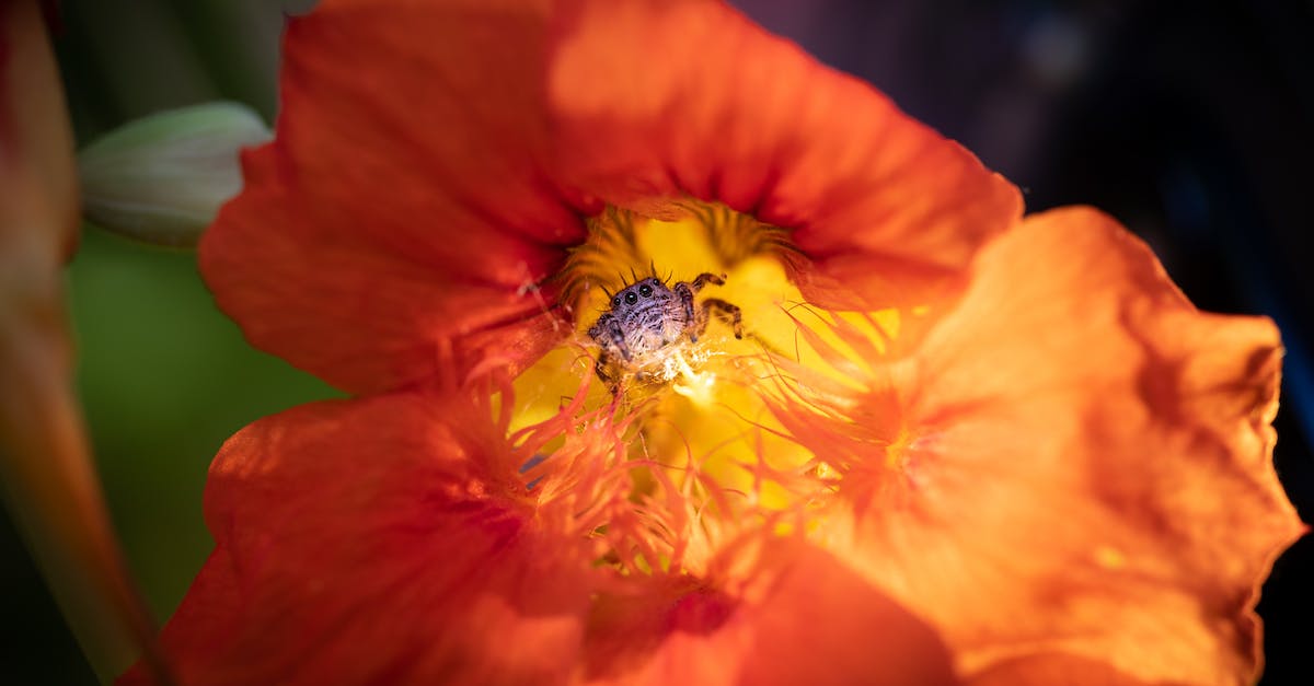 Map for Spider-man 3 meteorites and spider emblems? - Black and Yellow Bee on Orange Flower Map for Spider-man 3 meteorites and spider emblems? - Black and Yellow Bee on Orange Flower