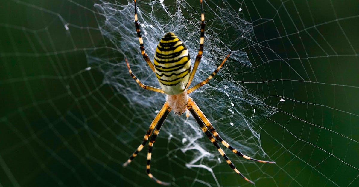 Map for Spider-man 3 meteorites and spider emblems? - Yellow and Black Spider on Web in Close Up Photography Map for Spider-man 3 meteorites and spider emblems? - Yellow and Black Spider on Web in Close Up Photography
