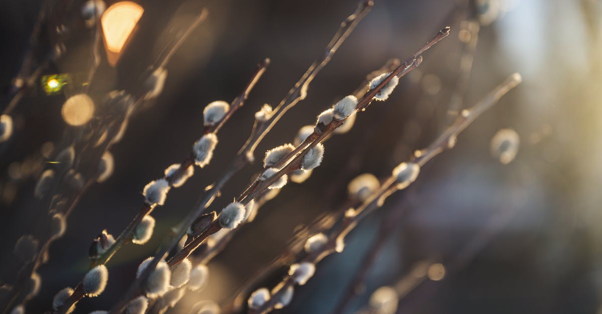 Mass Effect 1 save import: Necessity for plot points - Pussy willow twigs with soft buds on blurred background