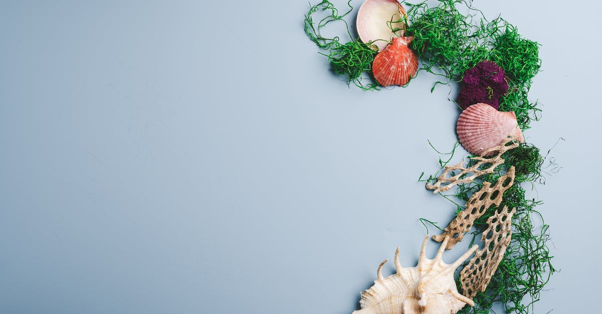 Mass Effect 2/3 Download issue on Origin at 100% - Overhead view of different small seashells and green seaweed and corals on grey background