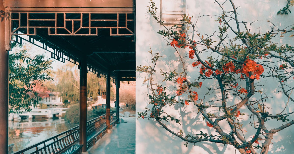 Master Quest - Does it reinforce the temple order? - Brown Tree With Red Leaves