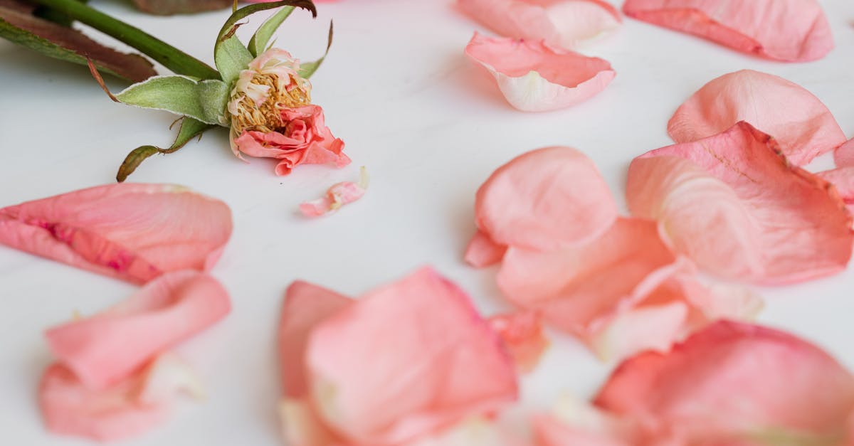 Maximum damage in a single hit - Shabby rose with scattered petals around