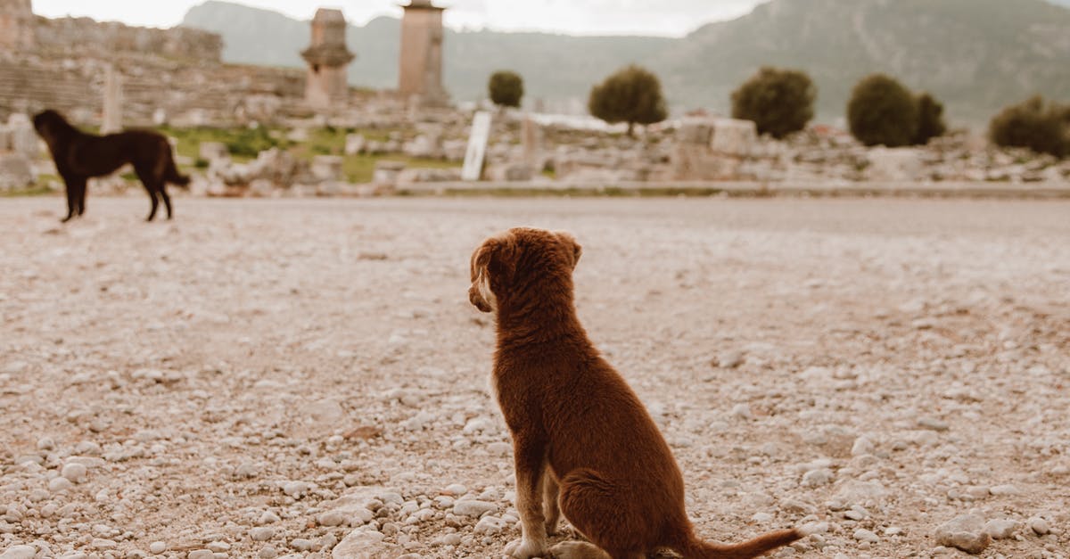 ME2: Loyalty booleans? - Little Brown Puppy Sitting and Looking in the Direction of Another Dog 