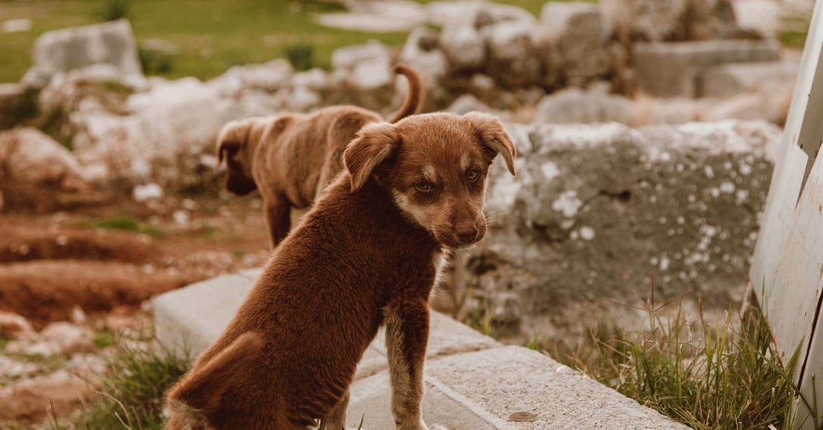 ME2: Loyalty booleans? - Portrait of a Brown Puppy 