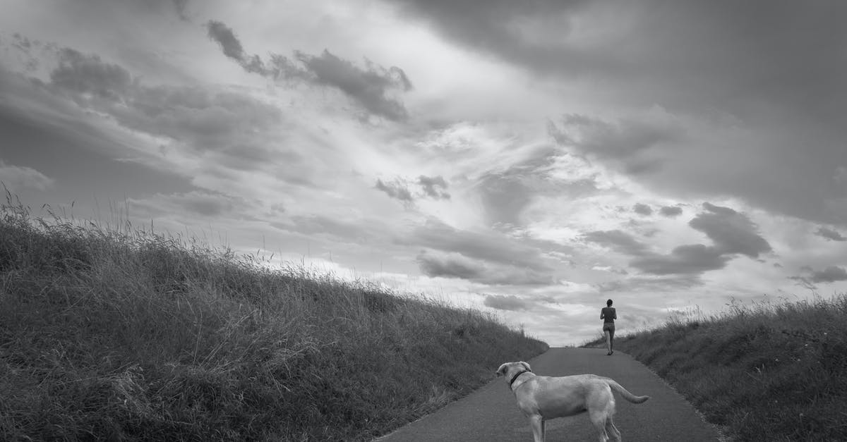 ME2: Loyalty booleans? - Grayscale Photo of Dog on Road