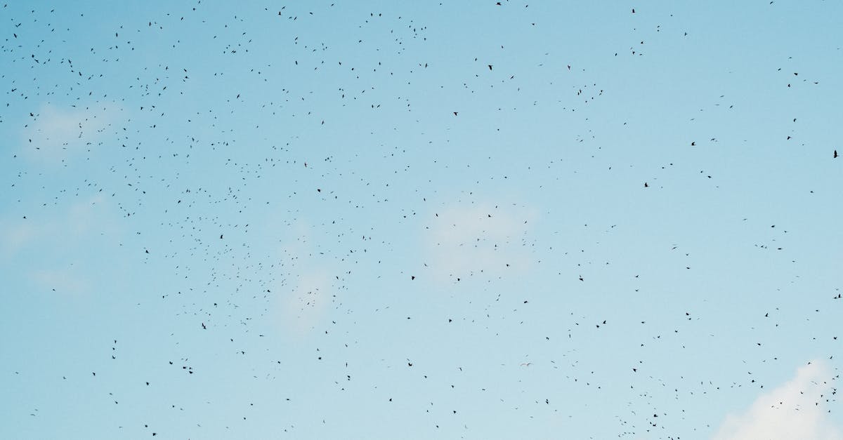 Migrate character from Xbox to Playstation - Flock of birds flying in blue sky Migrate character from Xbox to Playstation - Flock of birds flying in blue sky