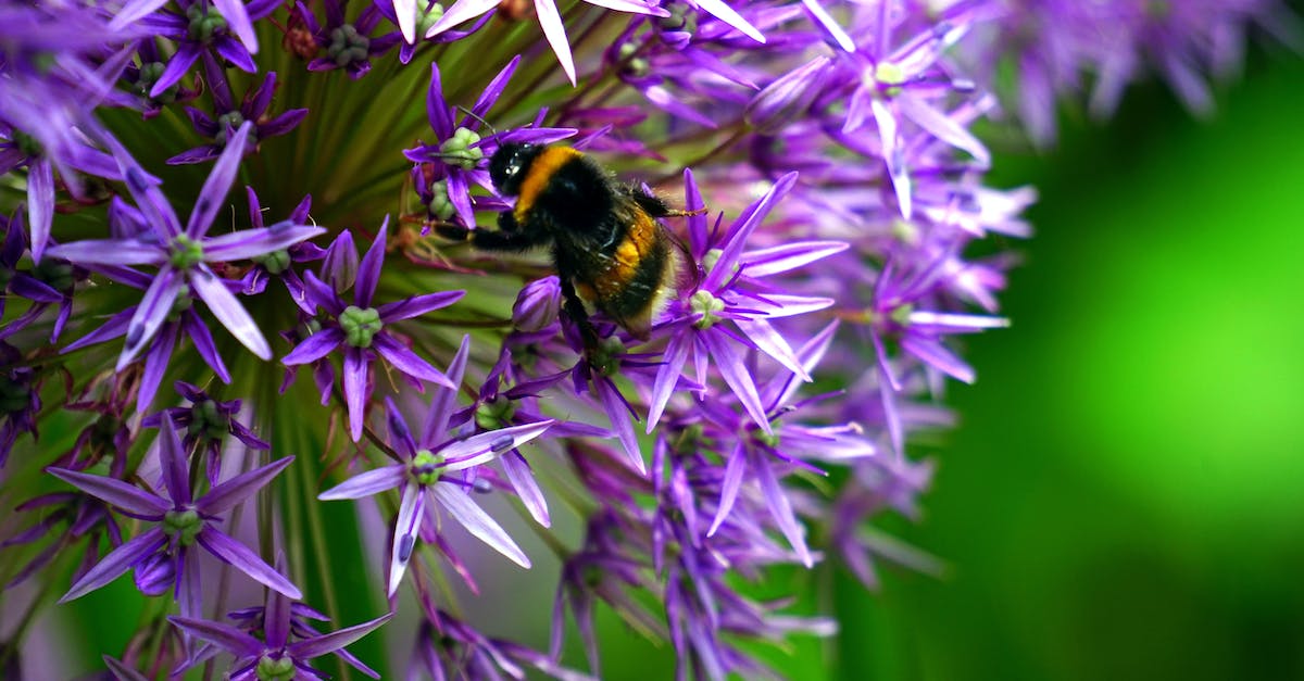 Minecraft animals growing up - Selective Focus Photo of Bumble Bee on Purple Cluster Flower