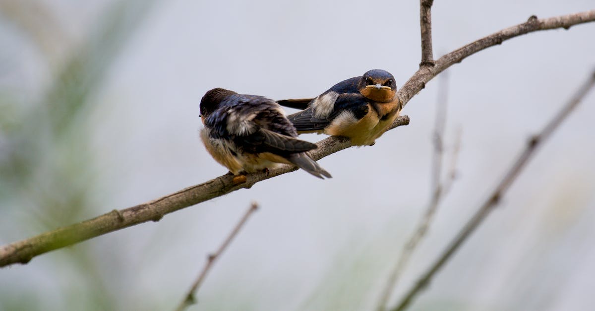 Minecraft animals growing up - Black and Yellow Bird on Brown Tree Branch