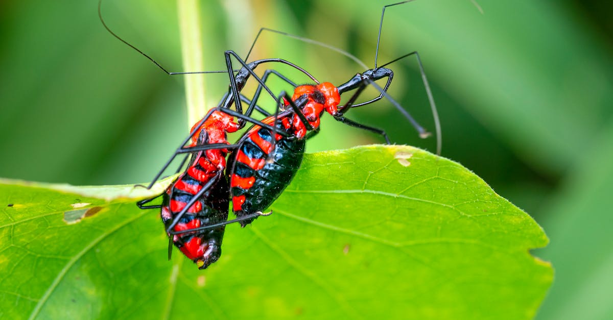 Minecraft black terrain and texture bug - Reduviidae bugs with black abdomen and red stripes and long thin antennae sitting on green leaf of plant in daylight in nature