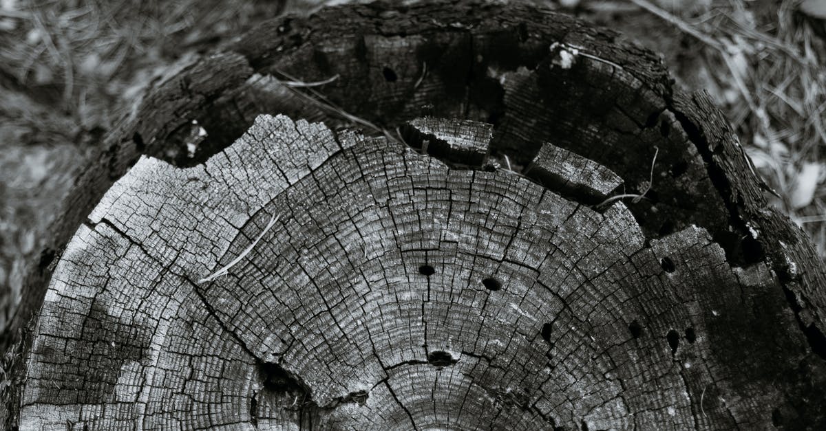 Minecraft: Fall Damage - Cracked tree trunk cut surface in woods Minecraft: Fall Damage - Cracked tree trunk cut surface in woods