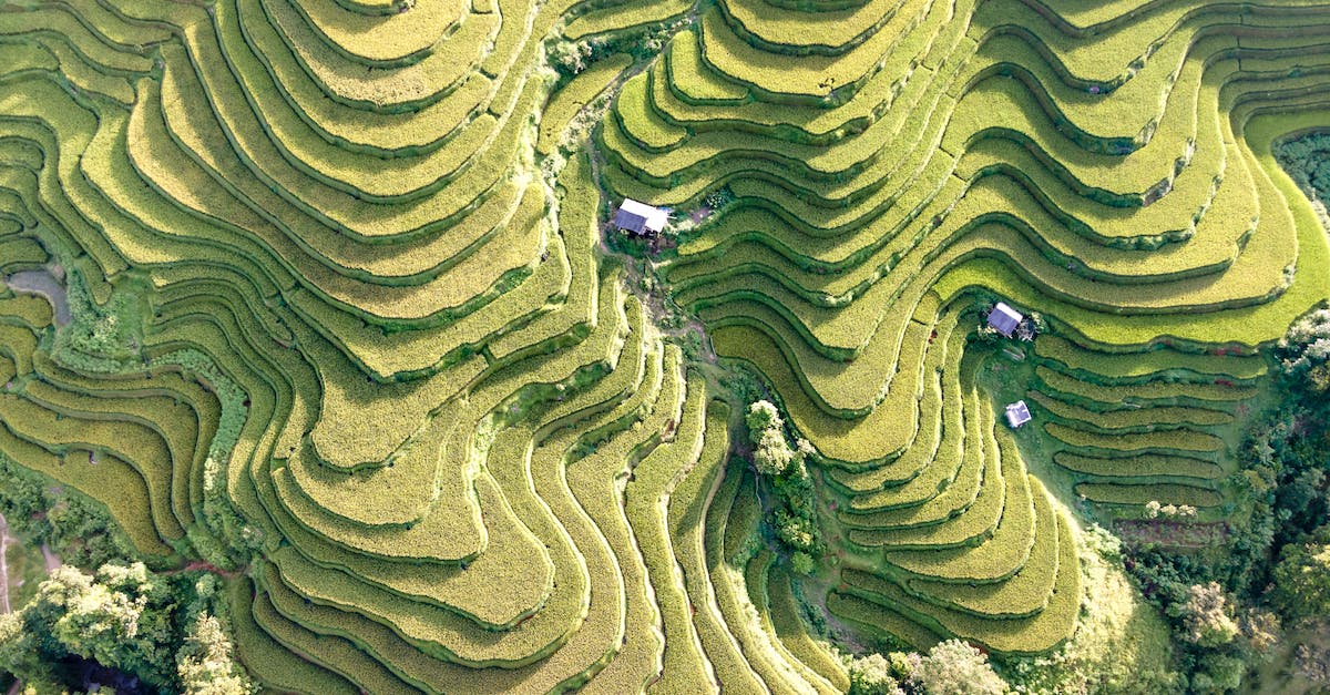 Minecraft Guardian Farm Spawnrate - Aerial View of Green Trees Minecraft Guardian Farm Spawnrate - Aerial View of Green Trees