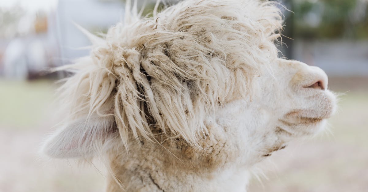 Minecraft head Genration - Headshot of a White Alpaca