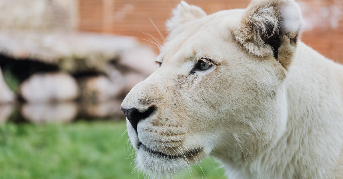 Minecraft head Genration - White Lioness on Green Grass Minecraft head Genration - White Lioness on Green Grass