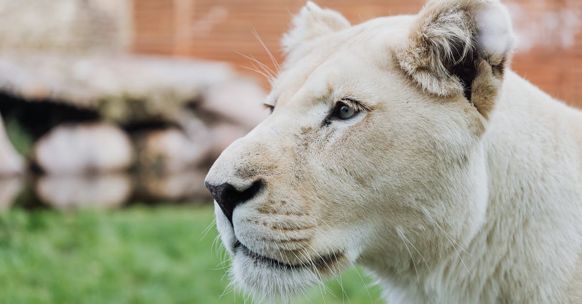 Minecraft head Genration - White Lioness on Green Grass