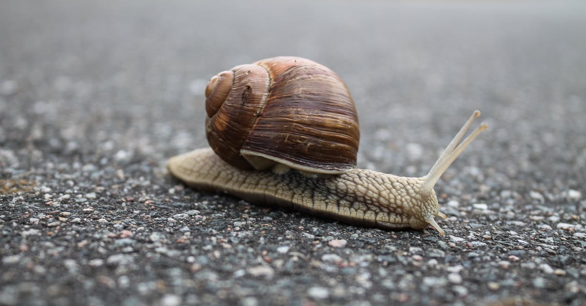 Minecraft is Laggy and Slow - Close-up of Snail on Ground Minecraft is Laggy and Slow - Close-up of Snail on Ground