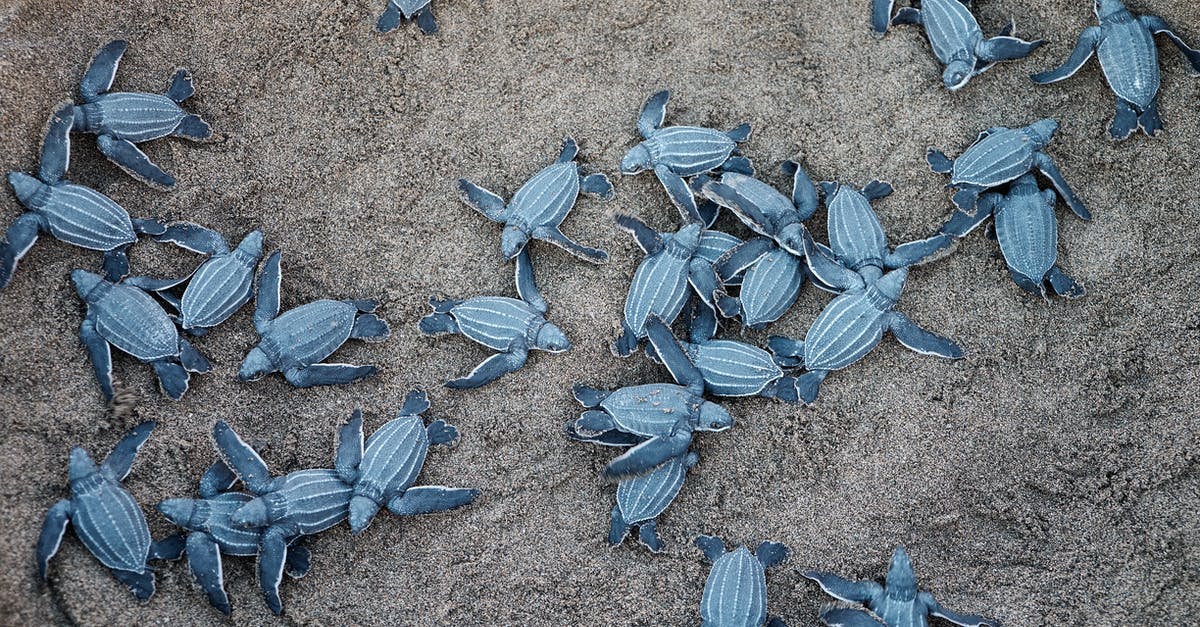 Minecraft is Laggy and Slow - A Group Of Blue Sea Turtles Minecraft is Laggy and Slow - A Group Of Blue Sea Turtles