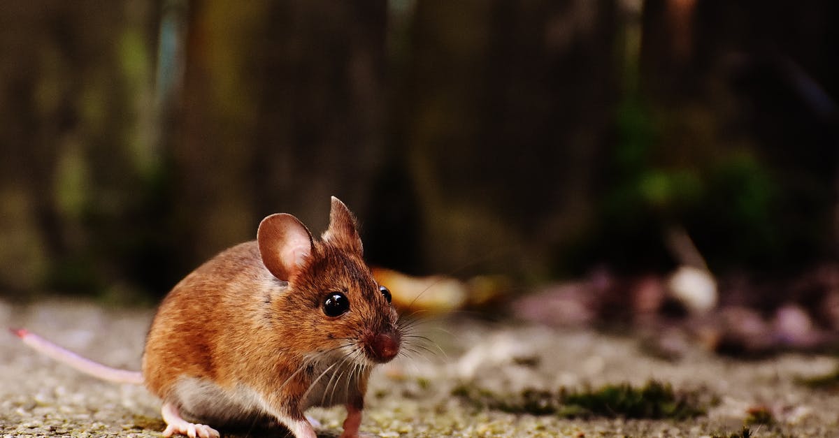Minecraft Mouse sensitivity is sluggish [closed] - Brown and White Mice