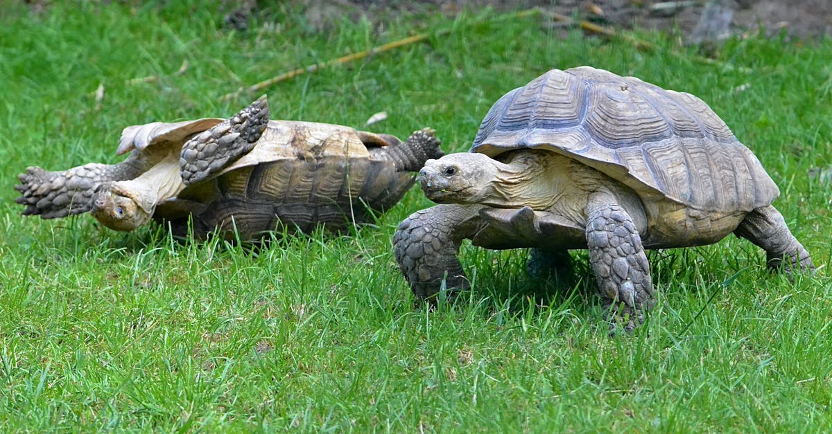 Minecraft Voltz Server Slow when linked with Domain - Brown Turtle on Green Grass Minecraft Voltz Server Slow when linked with Domain - Brown Turtle on Green Grass