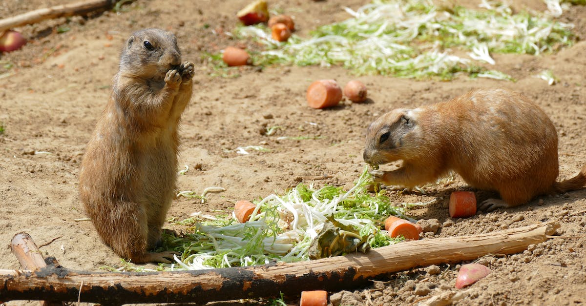 Minecraft went small [duplicate] - Präriehunde (Cynomys)