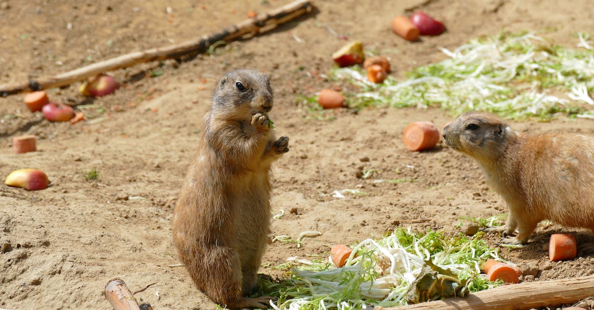 Minecraft went small [duplicate] - Brown Squirrel on Brown Soil