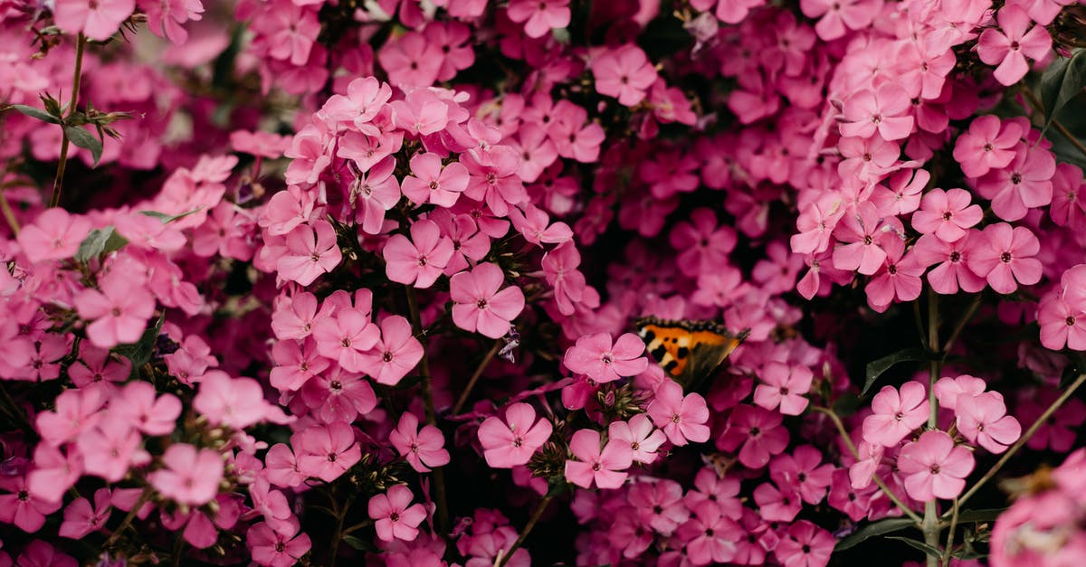 Minecraft Windows 10 Edition - Invisible Interface [closed] - Close-Up Photography of Pink Flowers