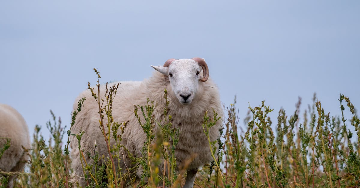 Minimum RAM needed for Minecraft server? - White Sheep on Green Grass Minimum RAM needed for Minecraft server? - White Sheep on Green Grass