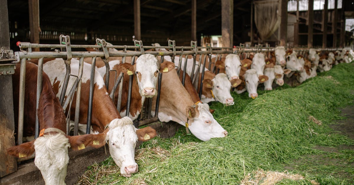 Missing barn find - Herd of Cow on Green Grass Field Missing barn find - Herd of Cow on Green Grass Field