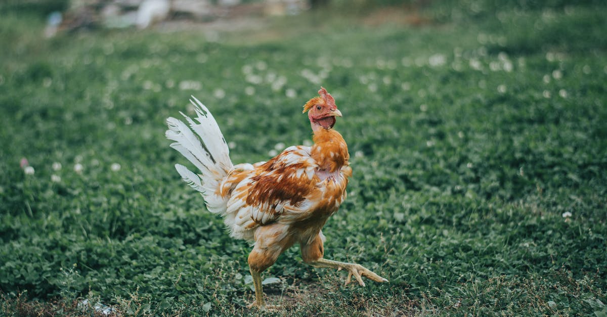 Missing my last bird in Botanicula, at restaurant - Free stock photo of animal, hen