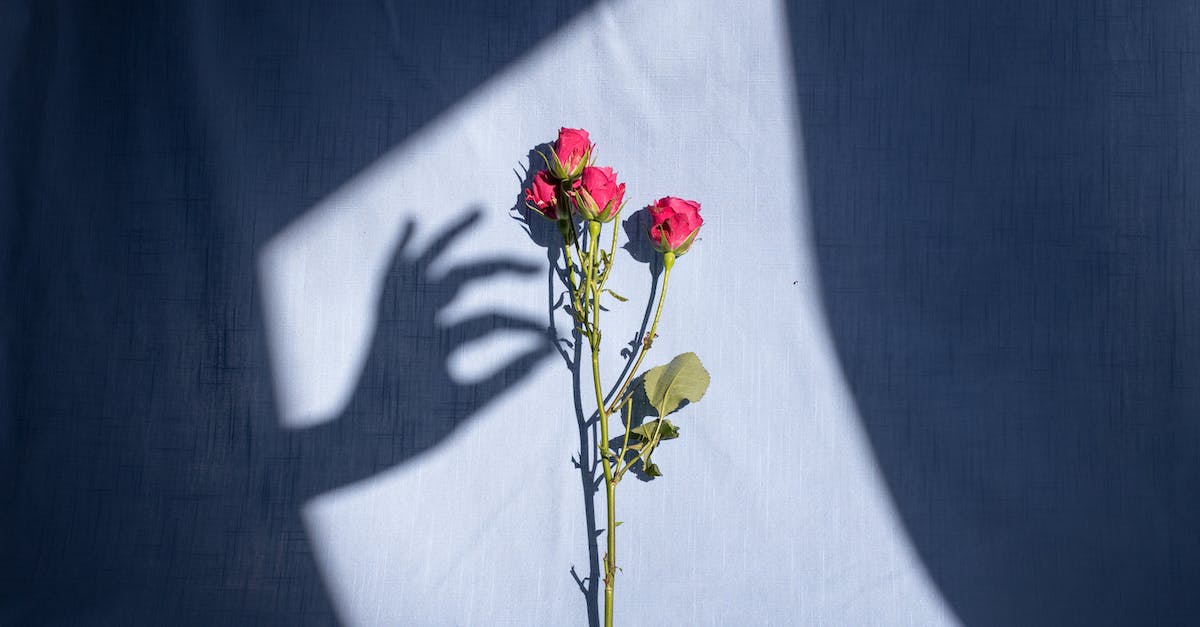 missing spell effect on hand leads to crash - Composition of graceful female hand shadow touching tender red bush rose branch placed on blue textile in bright sunlight