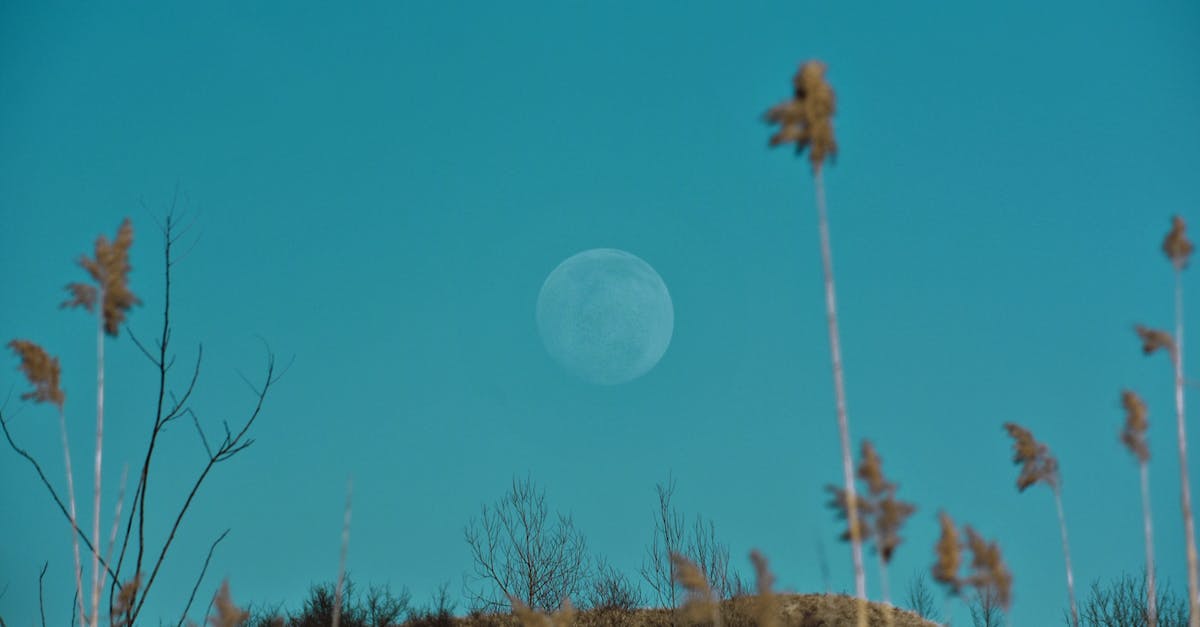 Missing Swallow and Full Moon potion diagrams - Spectacular view of full moon on cloudless sky under hillside with faded grass and dry trees with thin trunks in autumn in daylight