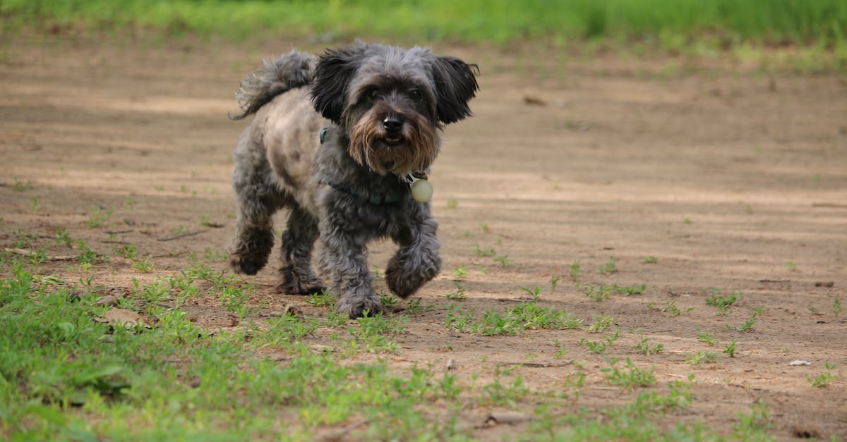 Mix pet pal with know-it-all - Cute little dog walking on grassy meadow