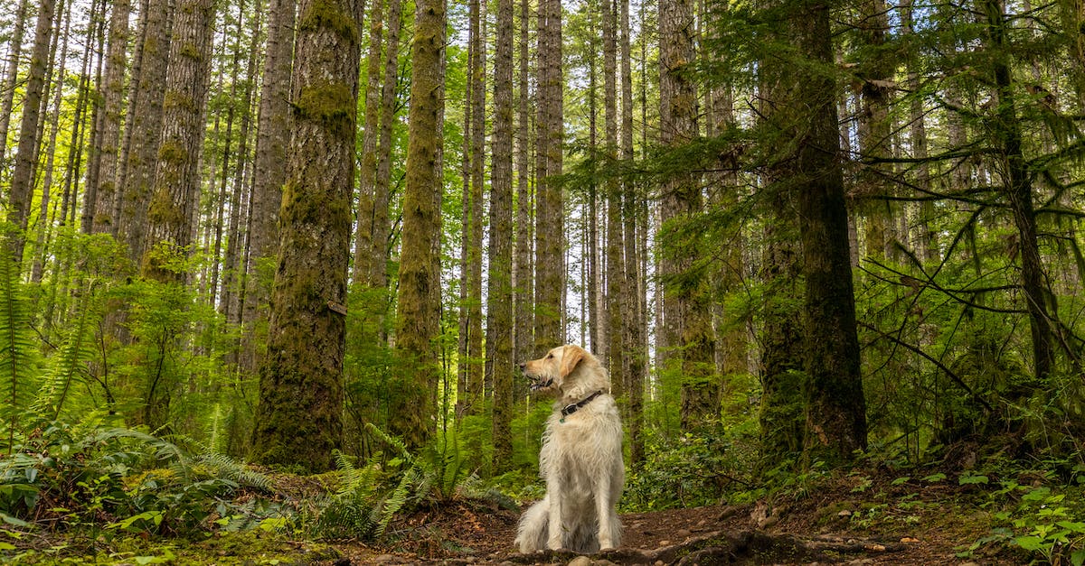 Mix pet pal with know-it-all - Golden Retriever sitting on ground in green lush forest