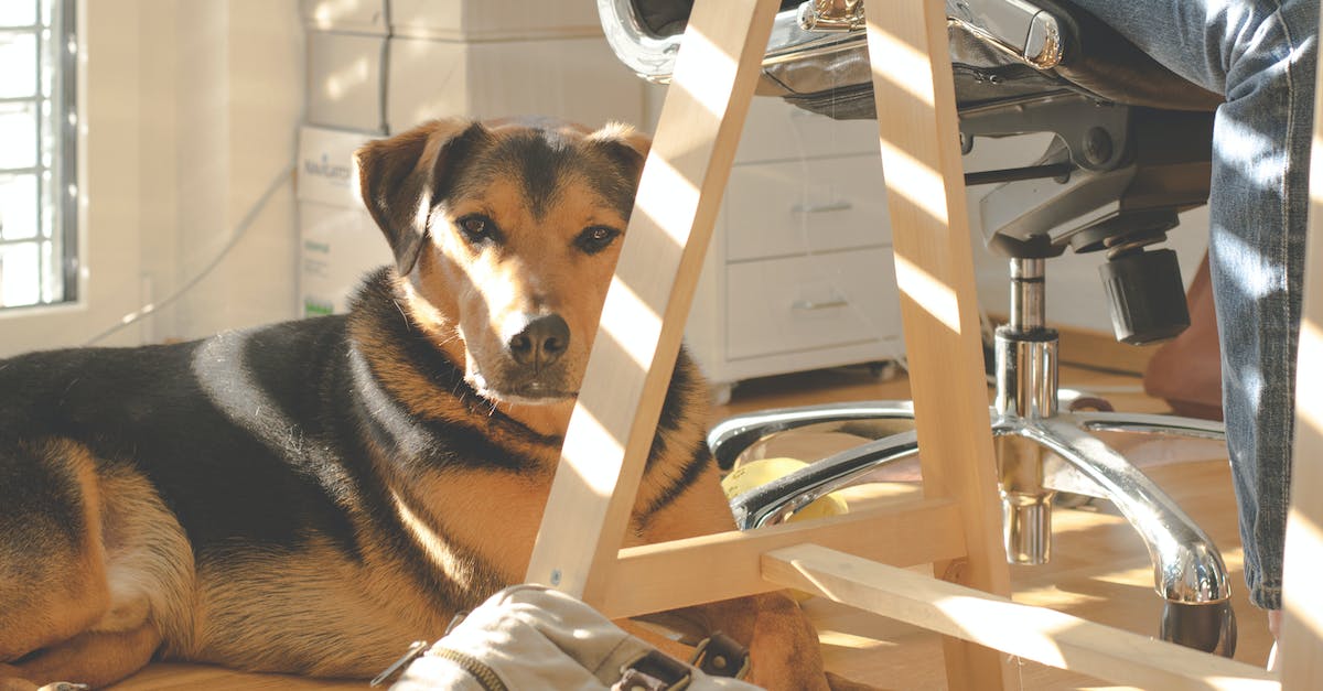 Mix pet pal with know-it-all - Dog Lying on Floor