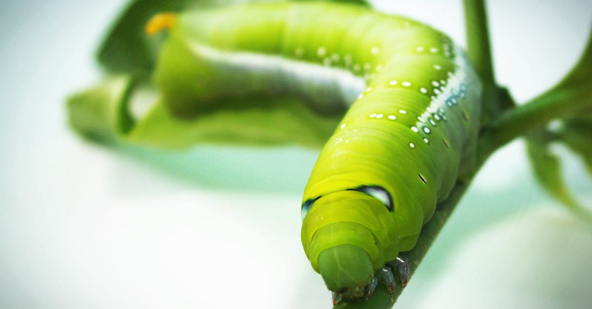 Molecular level Fallout 4 bug - only showing one piece [duplicate] - Green Tobacco Hornworm Caterpillar on Green Plant in Close-up Photography