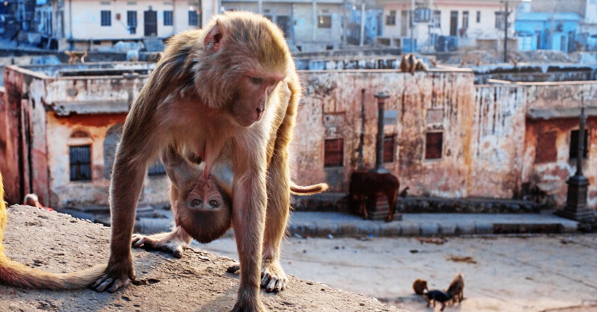 Monkey City Progress - Monkey with baby on city roof Monkey City Progress - Monkey with baby on city roof