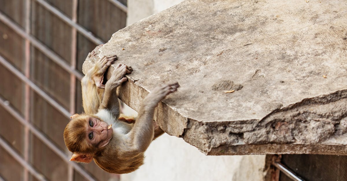 Monkey City Progress - Small monkey hanging on concrete slab Monkey City Progress - Small monkey hanging on concrete slab