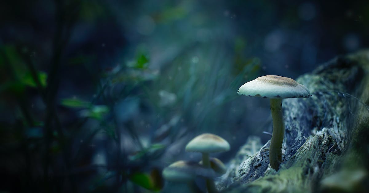 Mud cannot be planted with Glowing Mushroom Seeds? [duplicate] - White Mushrooms Digital Wallpaper