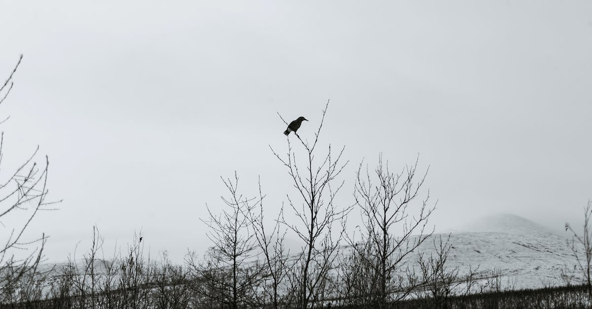 Murder of crows silent assassin rating - Bird sitting on tree branch