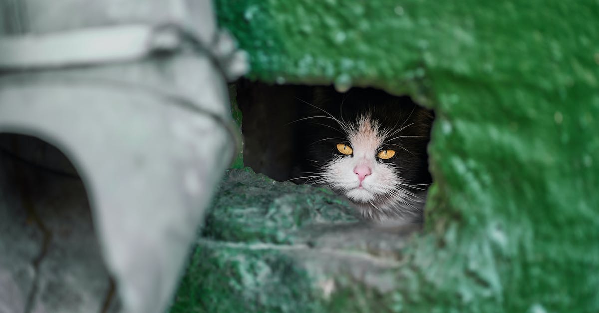 My cat jumped in a hole. What do I do? - A Cat Behind an Opening on a Green Wall