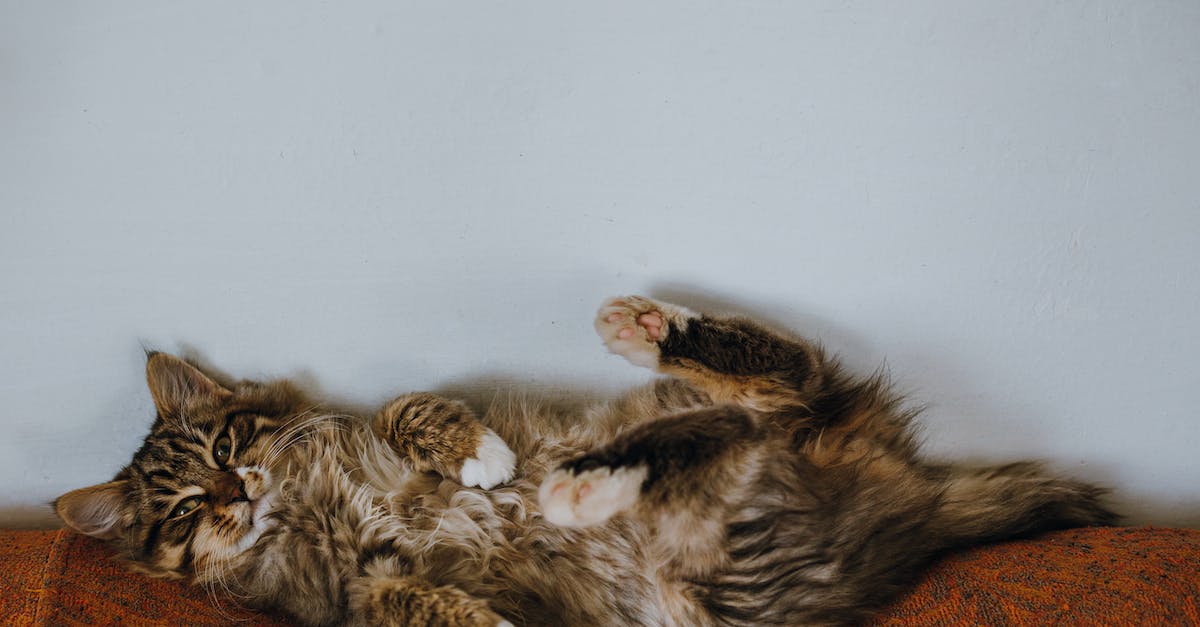 My cat jumped in a hole. What do I do? - Brown Tabby Cat Lying on Orange Textile