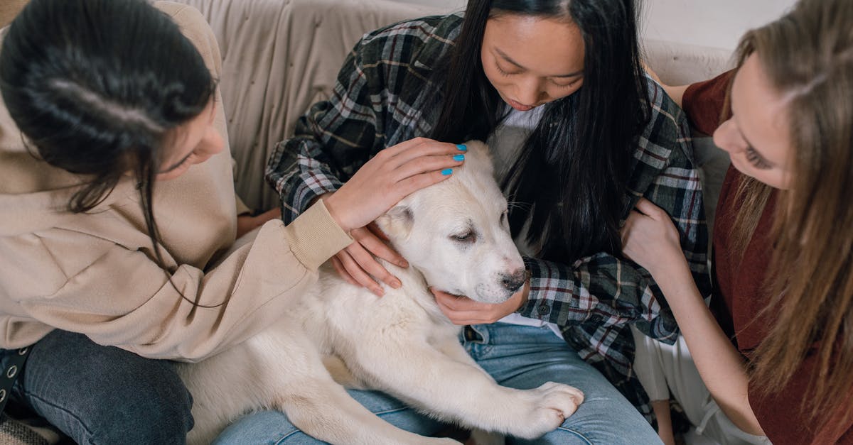My companion does nothing in battle. Why? - Free stock photo of adult, affection, break up couple My companion does nothing in battle. Why? - Free stock photo of adult, affection, break up couple