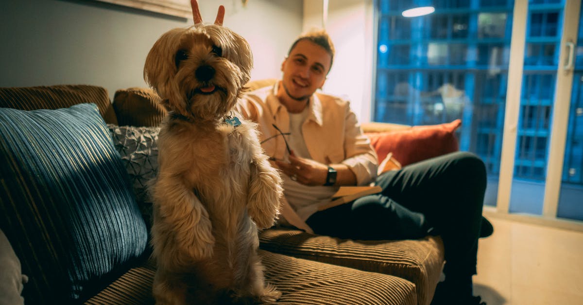 My companion does nothing in battle. Why? - A Man Sitting in a Couch with His Dog
My companion does nothing in battle. Why? - A Man Sitting in a Couch with His Dog