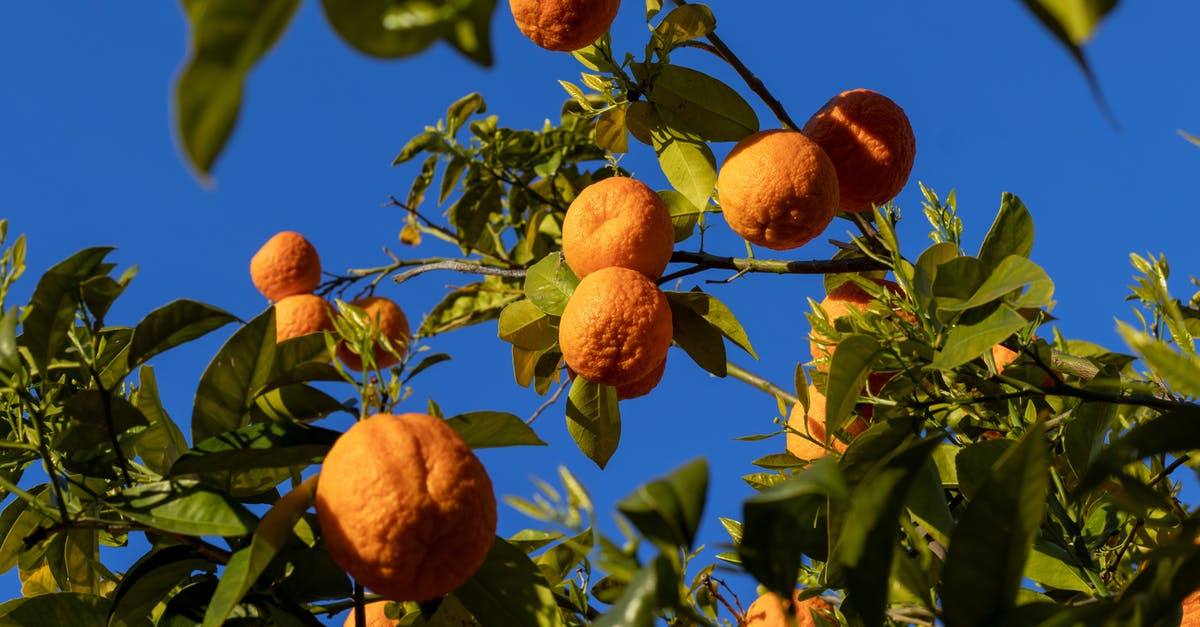 My food is very low - Orange Fruit on Tree